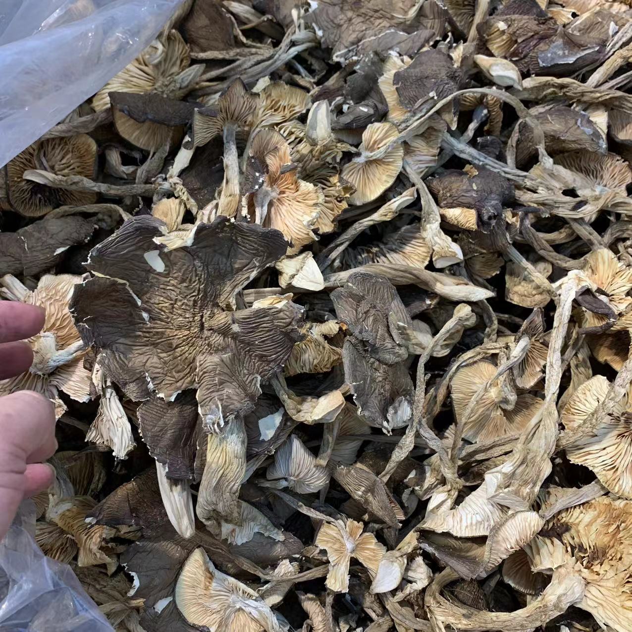 干鸡枞 香味很足 香味浓 云南鸡枞菌-阿里巴巴