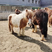 骑乘马出售矮马多少钱一匹 观赏马活体德保矮马 设特兰矮马养殖场