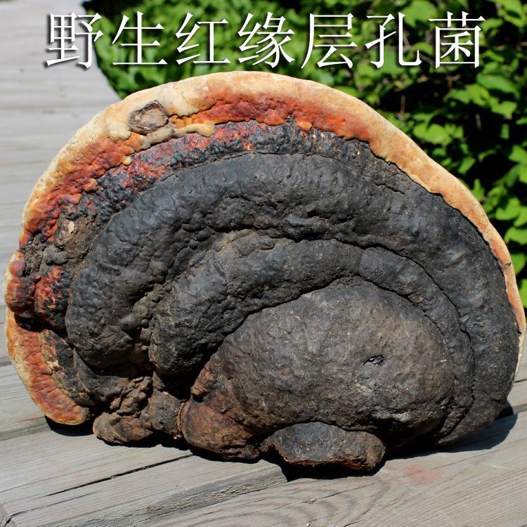 野生红缘层孔菌东北长白山野生灵芝整枝红边500g-阿里巴巴