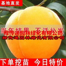 黄桃树苖桃树果苗嫁接苗冬桃北方果树油桃子树南方种植桃苗特大苗