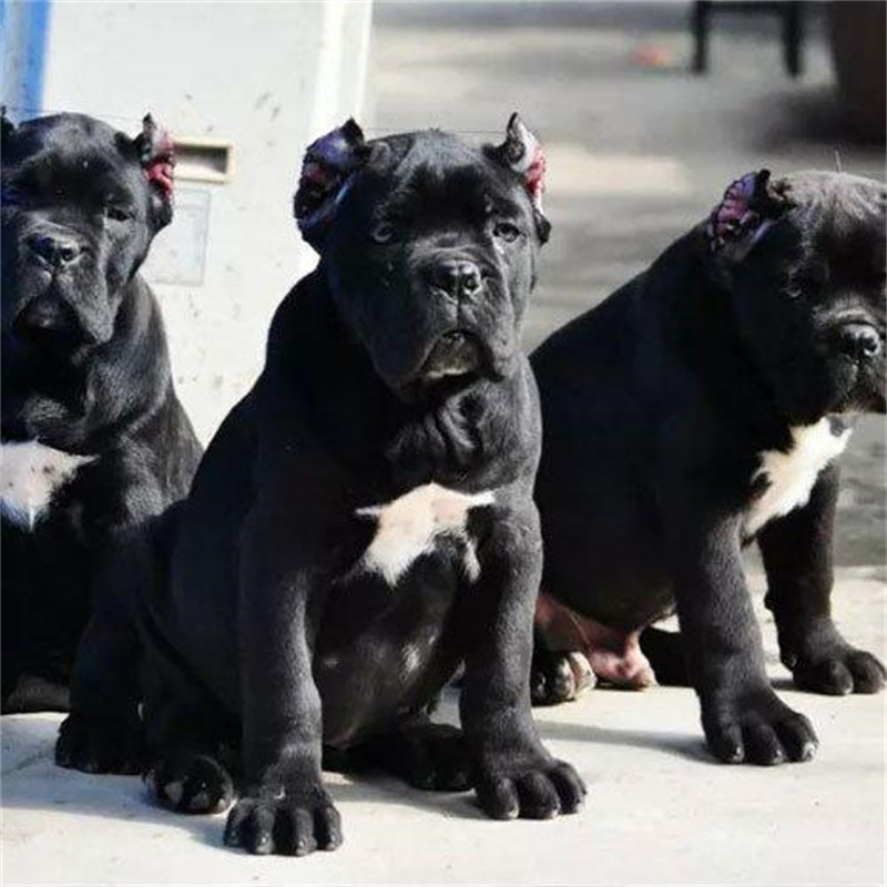 纯种双血统卡斯罗幼崽纯黑色虎皮色卡斯罗幼犬看家护院家庭伴侣犬