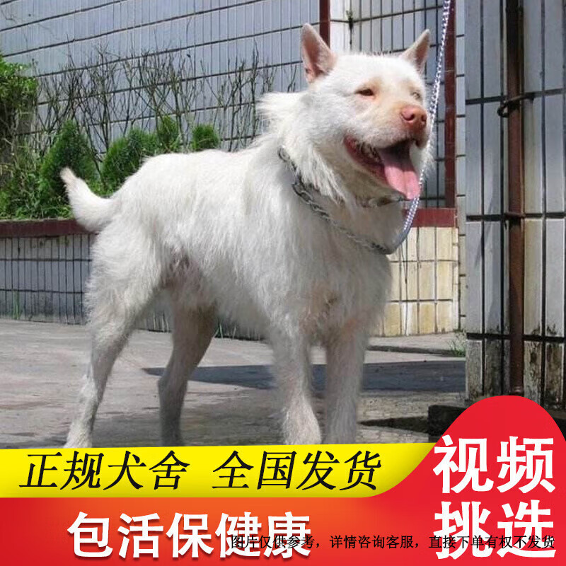 下司犬纯种幼犬中短毛虎头贵州下司猎犬土狗下司活体狗狗-阿里巴巴