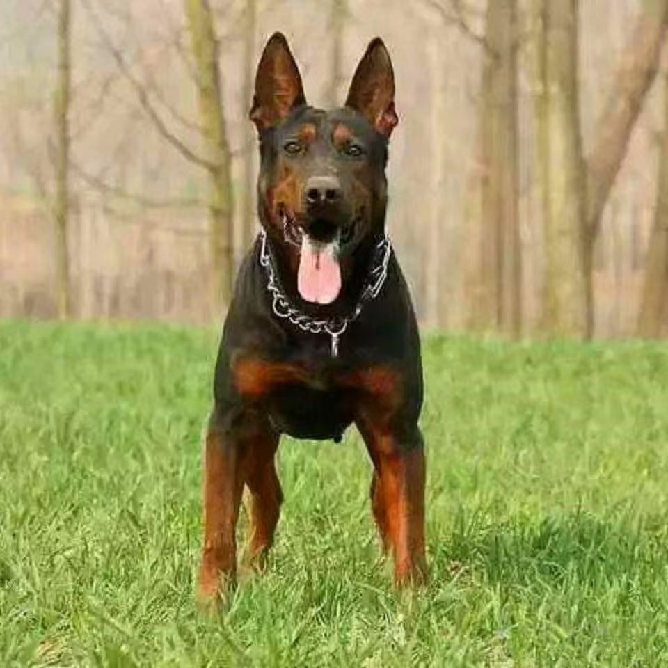 纯种莱州红幼犬苏联红活体大型护卫犬莱州红犬出售价格-阿里巴巴