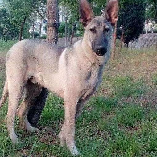 纯种狼青幼犬活体狼青护卫犬猛犬工作犬宠物犬大型犬宠物狗幼崽犬