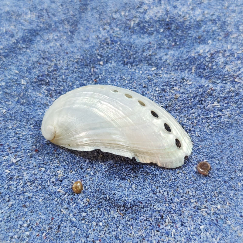 驴耳鲍鱼贝天然鲍鱼壳收藏礼品diy白鲍鱼贝标本地台墙面海螺鱼缸