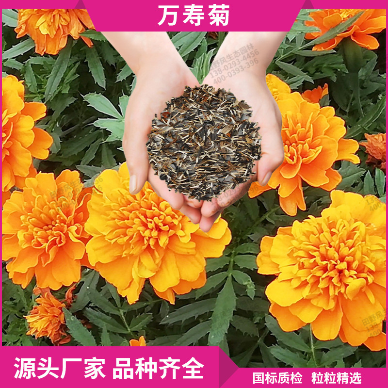 万寿菊种子耐寒庭院室内盆栽花卉花种子一年生草本植物菊花种子