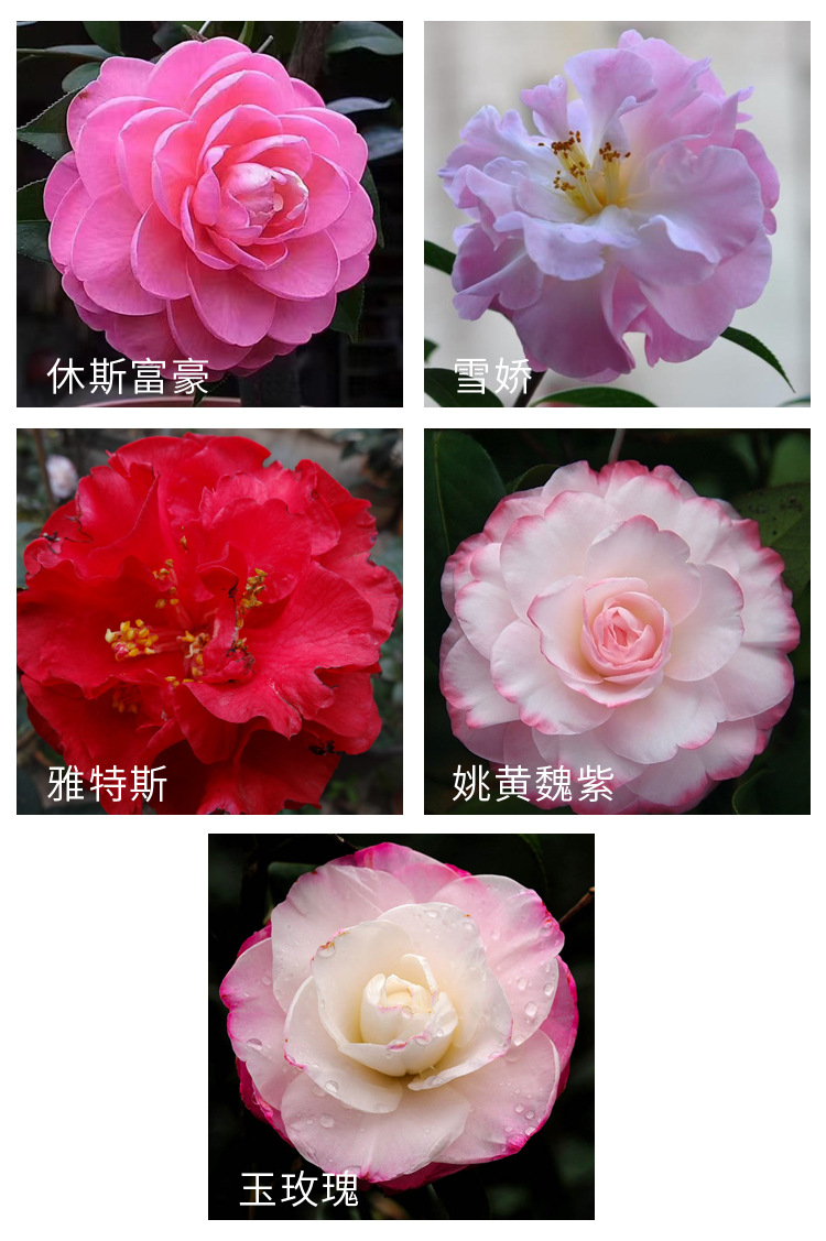 哈罗德,豪斯,美国5号,牡丹皇后,帕克斯先生,普陀紫光,情人节,苏圣妮