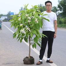 白兰花兰花四季开花老桩四季黄角兰浓香型白兰花盆栽花卉植物室内