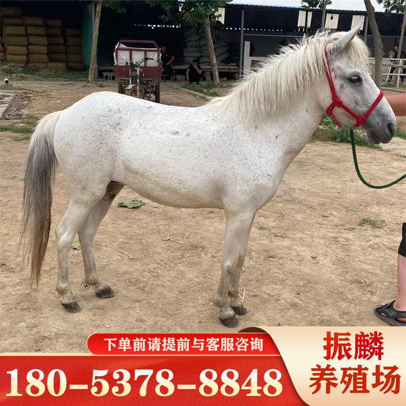 矮马 云南周边有养殖德保矮马的吗 适应南方气候吗-阿里巴巴