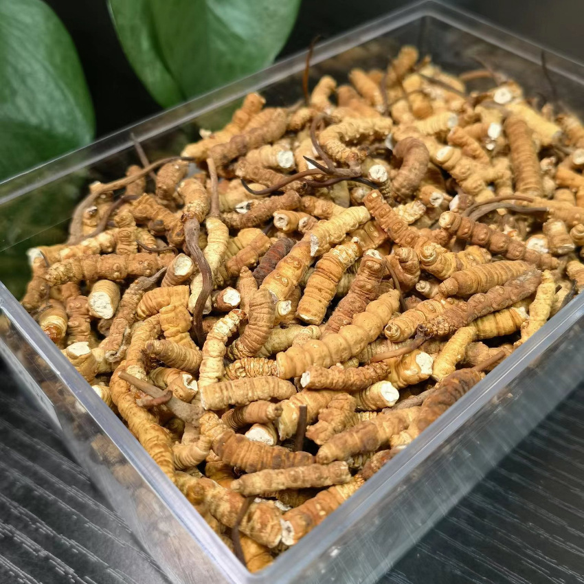 冬虫夏草 冻干草断虫草断草 虫草礼盒/滋补品/干货批发支持代发
