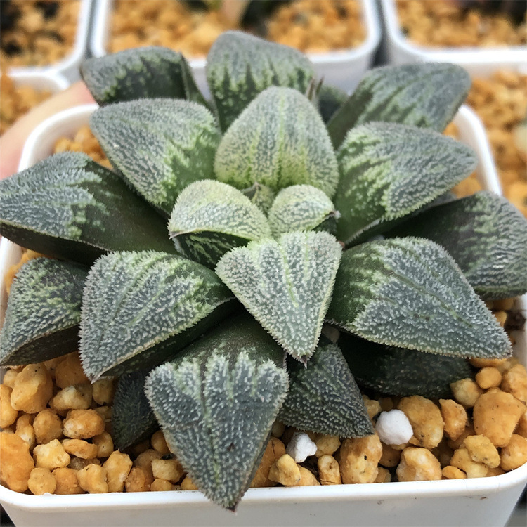 基地批发多肉植物十二卷属磨面寿系列品种青松