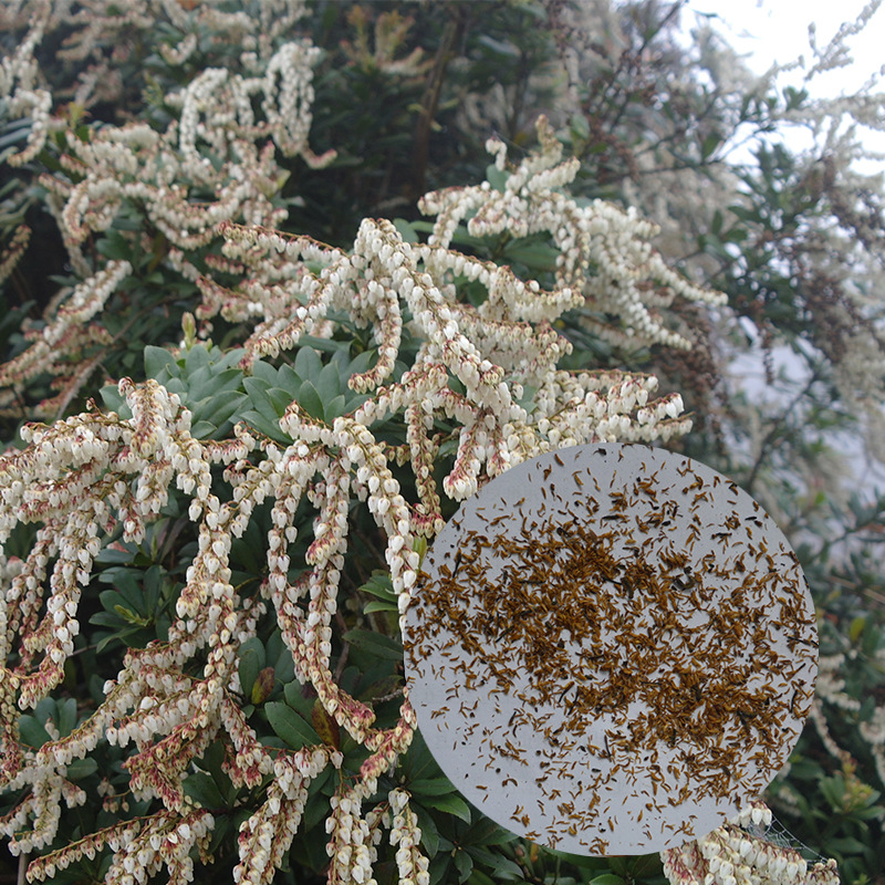 马醉木杜鹃种子花色白色新叶红色云南高山杜鹃种子净种当年新采