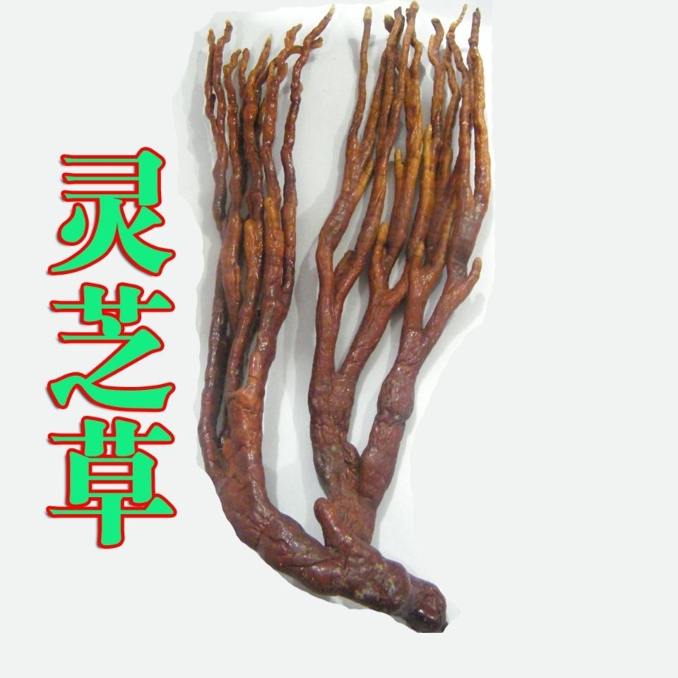 灵芝草500g中佛手灵芝鹿角灵芝水灵芝草宜配孢子粉包邮50g