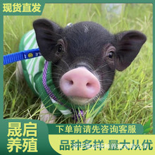 网红宠物小香猪活体 现货出售巴马小香猪活物 迷你宠物香猪租赁