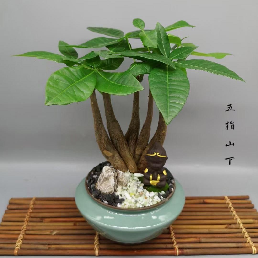 基地直批佛手发财树五指山下盆栽室内办公室客厅净化空气观叶植物