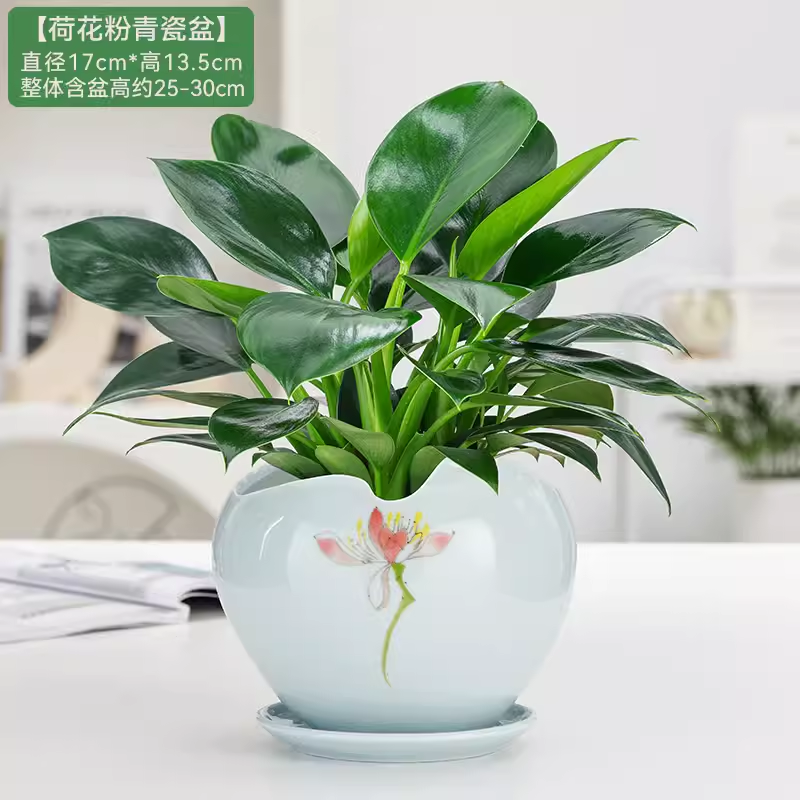 批发铂金钻盆栽绿萝箩花卉植物室内花水培绿植多肉好养发财树吸除