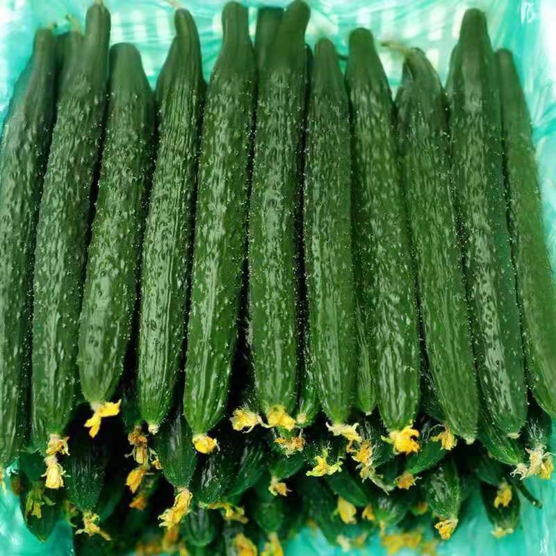 黄瓜批发农村自产自销新鲜蔬菜小黄瓜青瓜带刺脆嫩量大从优包邮