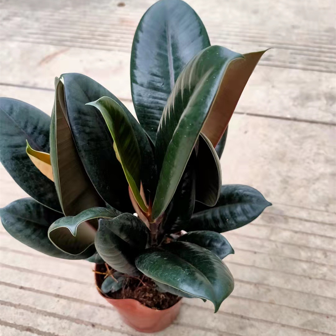 150#黑金刚橡皮树美国榕小盆栽绿植花卉办公室桌面植物一件18盆