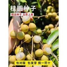桂圆龙眼树种子特大石硖储良四季嫁接盆地栽南方种植庭院水果苗树