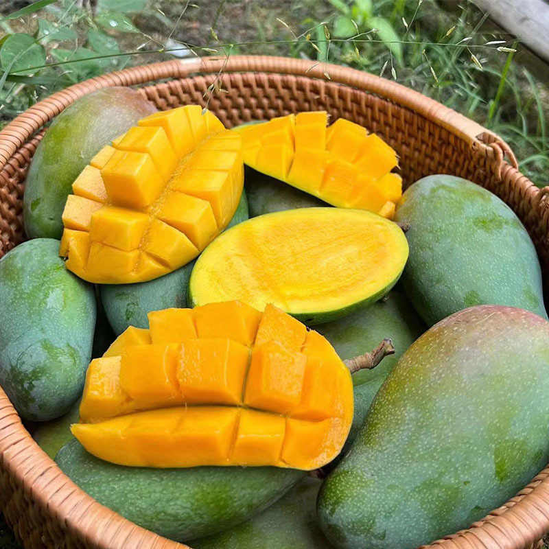 广西金煌芒青皮金煌芒甜心芒当季新鲜芒果现摘现发整箱5斤装9斤装