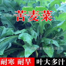 牧草种子 四季花芽苦麦菜种子苦荬菜 苦麻菜种子苦麥菜高产甜唛菜