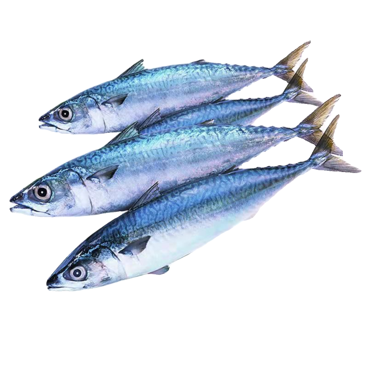 青鱼鲅鱼青占鱼新鲜小鲅新鲜青花鱼青条鱼深海鲐鲅鱼5斤鲜活速冻