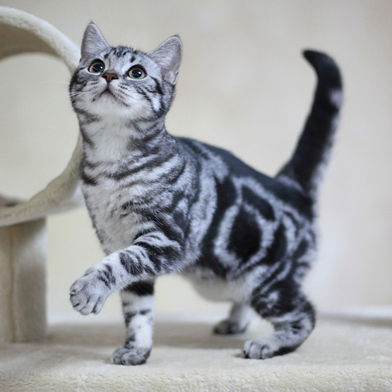 美短猫虎斑猫加白起司猫纯种美国短毛猫银虎斑幼猫英短宠物猫咪