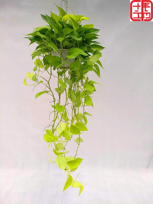 花叶黄金绿萝-花叶黄金绿萝厂家,品牌,图片,热帖-阿里巴巴