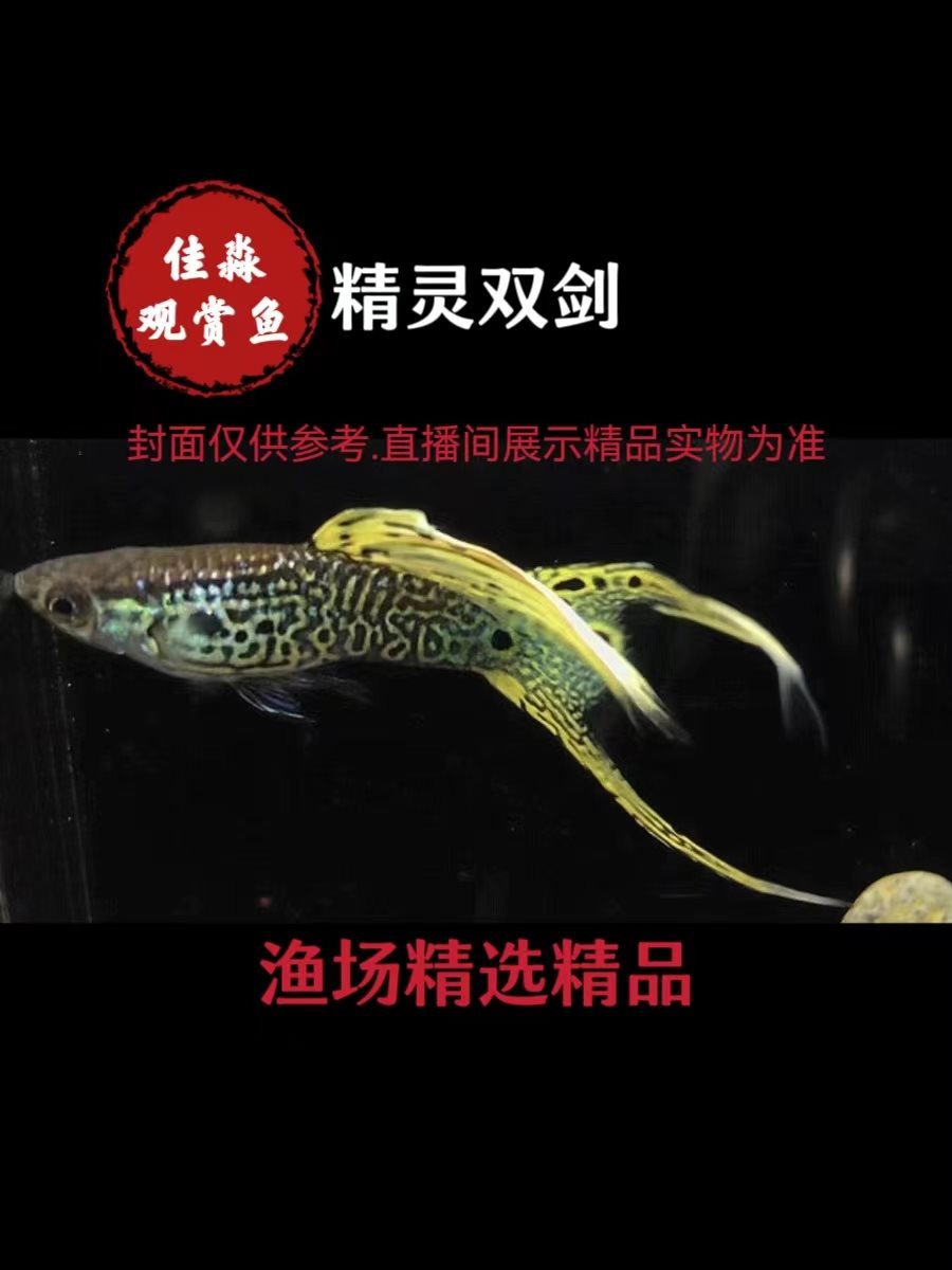 精品精灵双剑孔雀鱼热带鱼小型观赏鱼凤尾鱼包损 (满59.