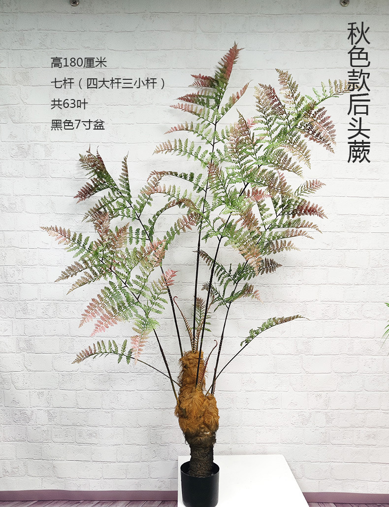 全国包邮猴头蕨植物盆栽金丝猴草假树室内禅意绿植摆件家居饰品