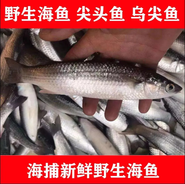 顺丰包邮野生淄鱼一斤到5斤一条新鲜鲻鱼乌头新鲜 红眼鱼丁鱼海鱼