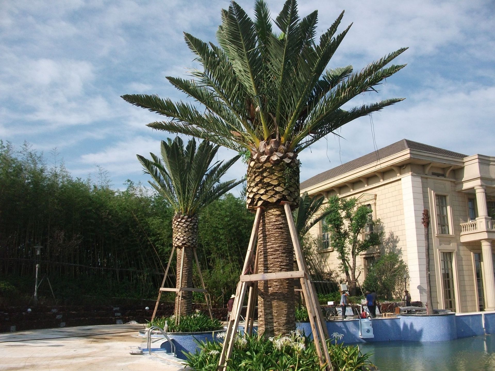 室内大型仿真海藻树批发仿真加纳利海藻树人造海枣树定制厂家营销