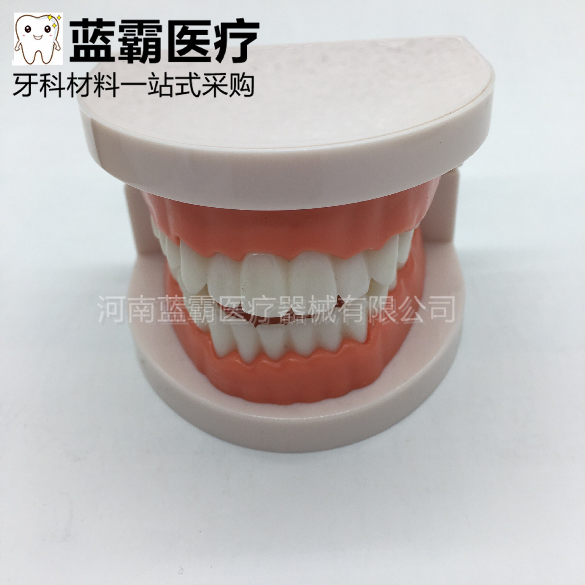 牙科标准模型牙齿教学模型美牙树脂贴面全瓷贴片牙齿练习牙模