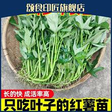 食叶型红薯苗老根苗叶五叉藤秧广西红薯叶苗地瓜叶番薯苗红苕尖吃