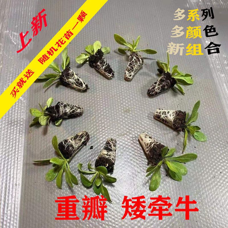 花卉盆栽重瓣矮牵牛花苗穴盘苗牵牛阳台庭院屋顶花园