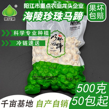 亲兄弟海陵岛珍珠马蹄原产地种植阳江小马蹄去皮荸荠500g50-200