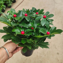 140#红果鸭脚木盆栽室内客厅绿植净化空气四季常青植物招财树物