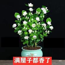 重瓣茉莉花盆栽浓香型室内绿植花卉盆景驱蚊驱虫四季开花好养