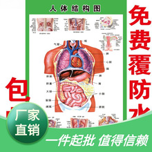 人体内脏解剖系统示意图医学宣传挂图人体器官心脏结构图医院海报