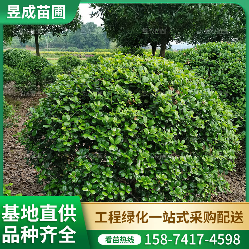 基地批发无刺构骨球小区庭院市政花坛绿化园林工程植物无刺构骨球