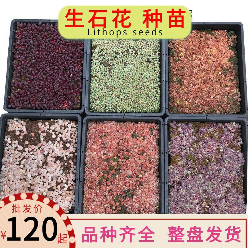 lithops seeds紫李菊纹章红窗玉绿生石花种苗批发包邮整盘发货q