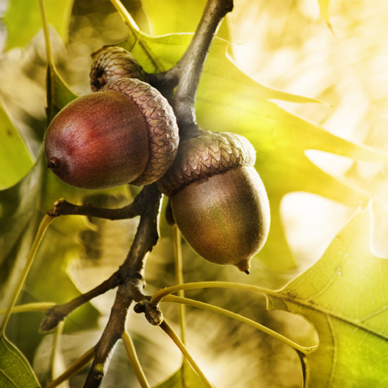 0o9z批发橡果橡子果饰品橡实天然带帽大橡果野生橡碗子装饰小摆件