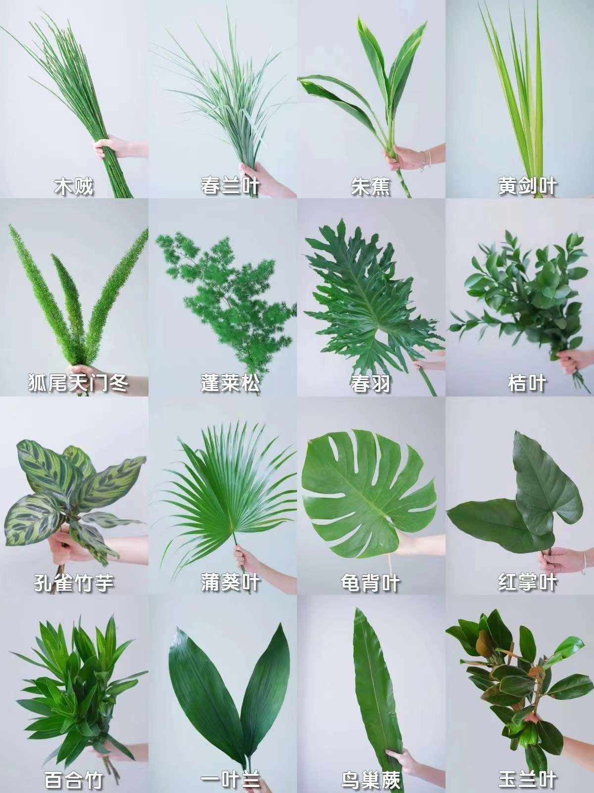 云南鲜花配花配叶婚礼叶材批发新鲜龟背叶栀子叶高山羊齿巴西叶