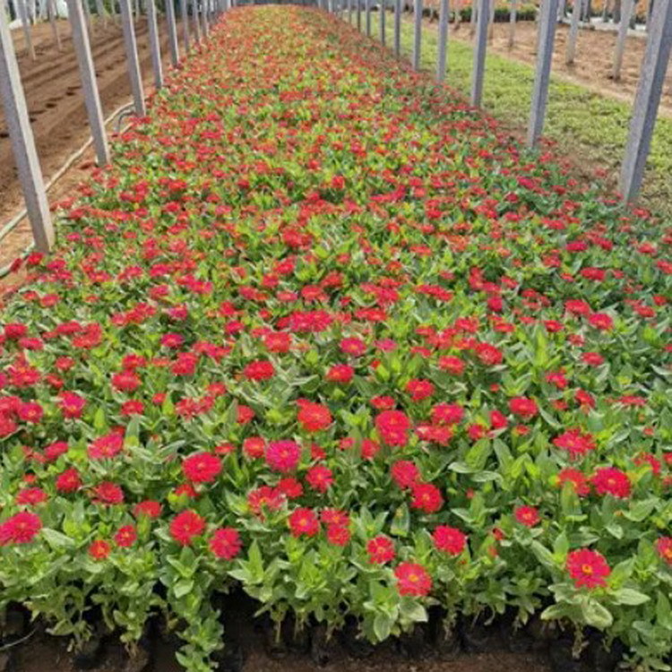 深圳批发五星花杯苗地苗庭院盆栽五角星花苗公园小区观赏五星花苗