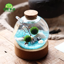 marimo水晶球幸福海藻球室内绿创意盆栽微景观生态瓶礼物水培植物
