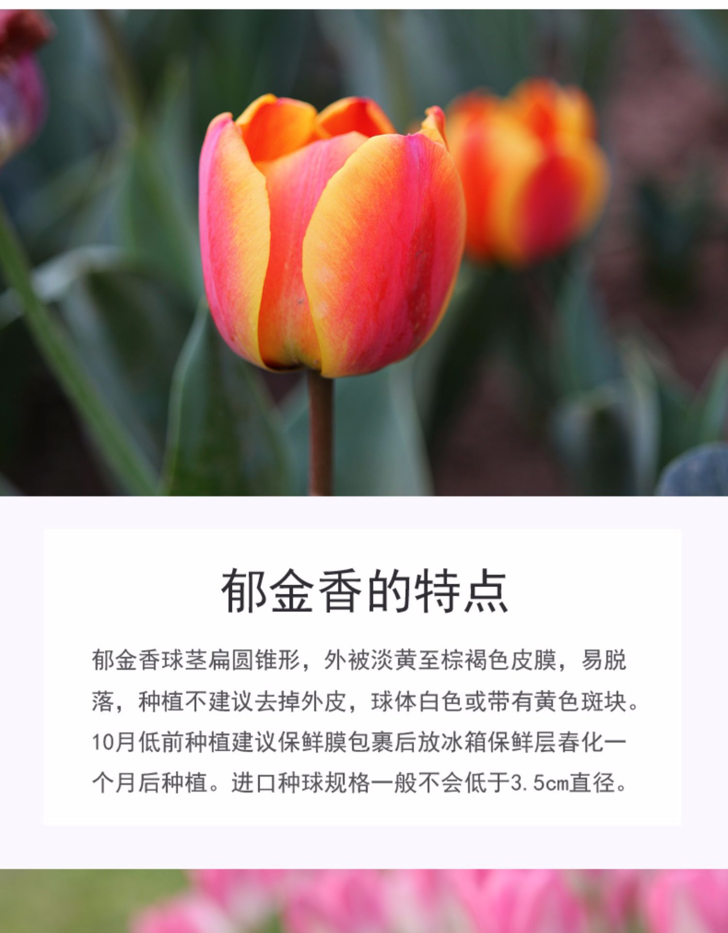 进口郁金香重瓣大种球5度球四季水培土养阳台室内外花卉盆栽植物