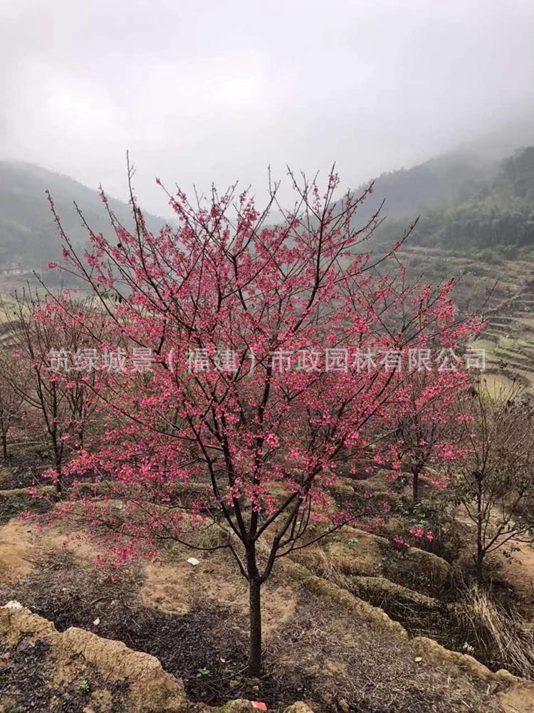 福建山樱花产地 福建山樱花销售 福建山樱花种植