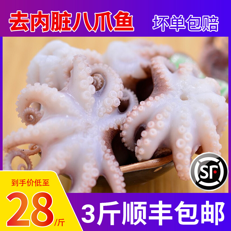 小八爪鱼鲜活生鲜小章鱼冷冻 爆头迷你短腿 火锅批发新鲜海鲜水产