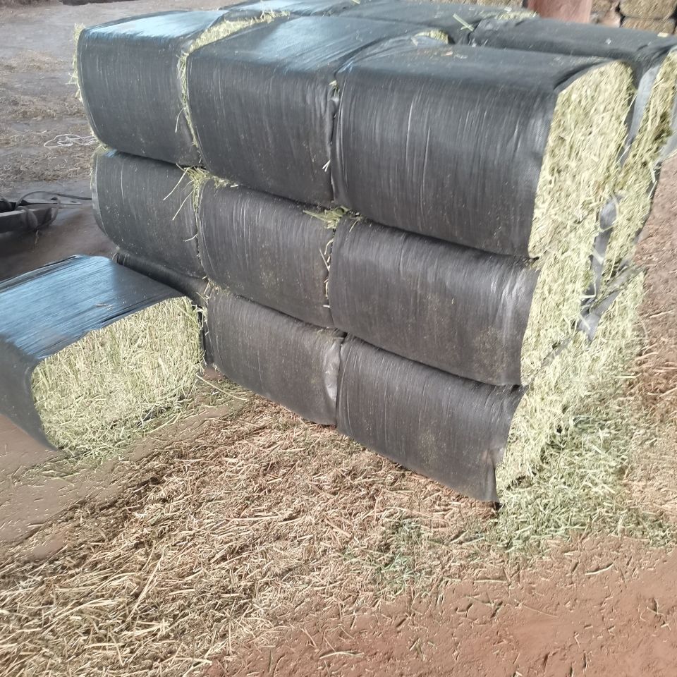 奶牛苜蓿草-奶牛苜蓿草厂家,品牌,图片,热帖-阿里巴巴