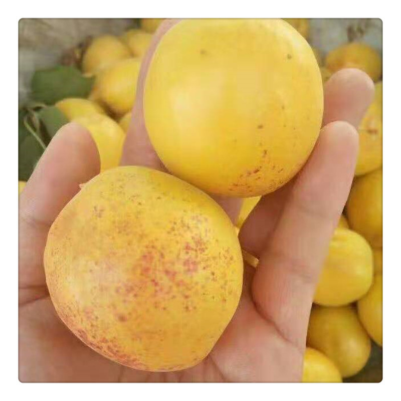 产地直供荷兰香蜜杏树苗 晚熟纯甜 杏仁可食用 荷兰香蜜杏杏树苗